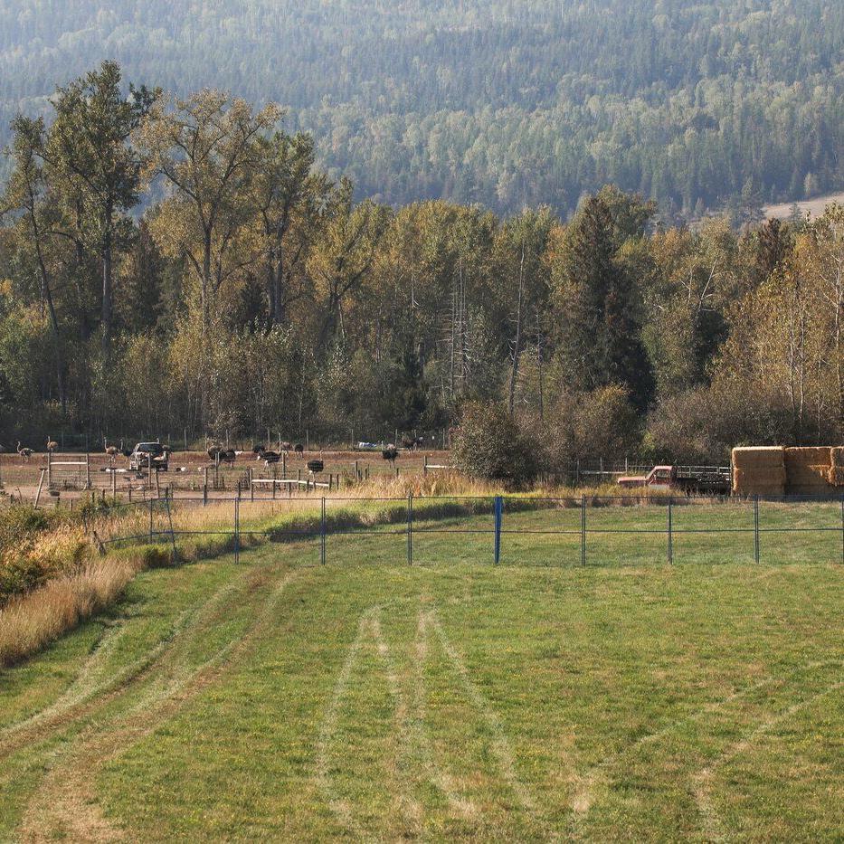 Supreme Court to decide on Nov. 6 whether to hear case of B.C. ostriches